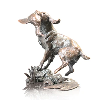 Springer Spaniel Retrieving