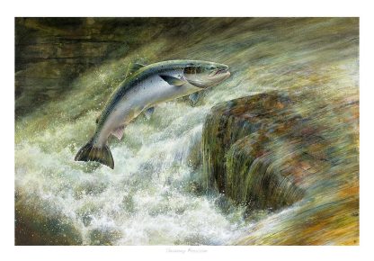 A fish leaping out of the water above a rock in a fast-flowing stream. By Chris Sharp