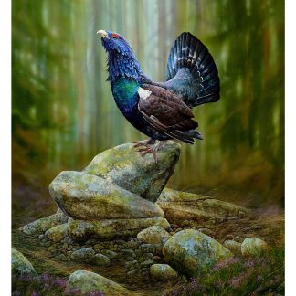 A colorful bird is perched on a pile of rocks in a forest setting with a soft-focus background. By Chris Sharp