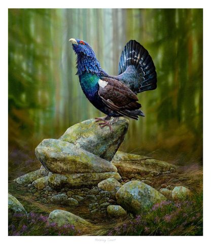 A colorful bird is perched on a pile of rocks in a forest setting with a soft-focus background. By Chris Sharp