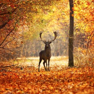 Fallow Deer buck in beautiful autumn forest