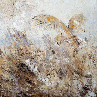 Barn Owl