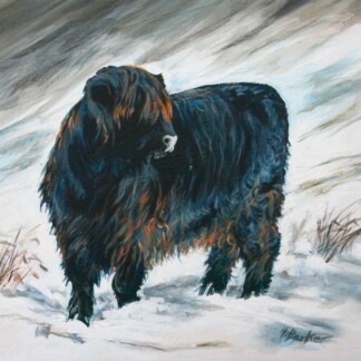 Image of Black Heifer Stirk by Hillary Barker