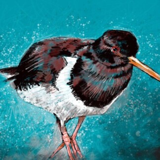 Image of Oyster Catcher by Stuart Roy