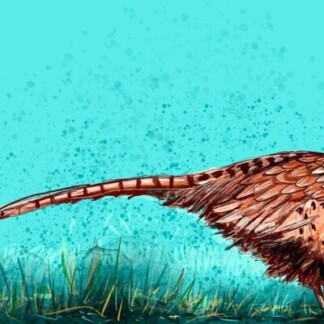 Image of Pheasant by Stuart Roy