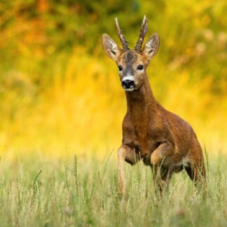 Roe deer, capreolus capreolus, buck running on meadow sunlit by evening light in summer
