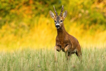 Roe deer, capreolus capreolus, buck running on meadow sunlit by evening light in summer