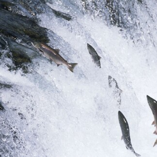 Salmon Leaping upstream in river