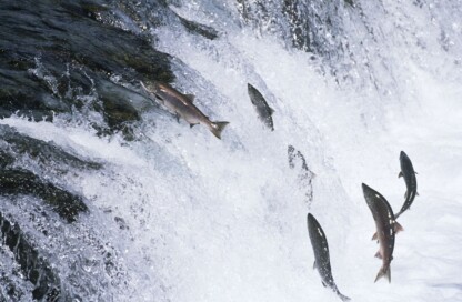 Salmon Leaping upstream in river