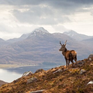 Stag overlooking Loch Torridon and the dramatic Wester Ross mountain range