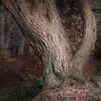 Image of Where Ghosts Wander by Noel Fenech Photography