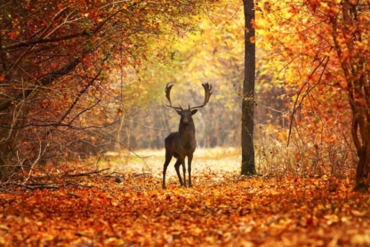 Fallow Deer Buck in Beautiful Autumn Forest print