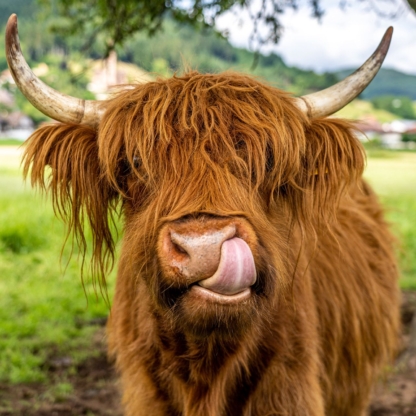 • Highland Cow on Meadow Print: Highland cow standing in a green meadow under soft light, showcasing Scottish landscape