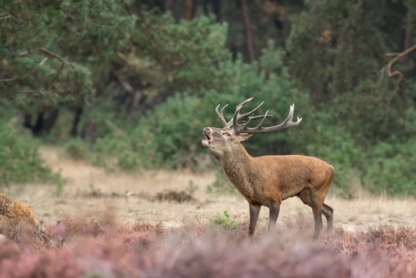 Red Deer Stag Roaring