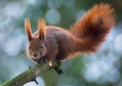 Red Squirrel