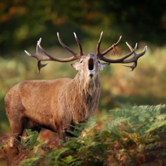 Red deer stag calling during the rut in autumn