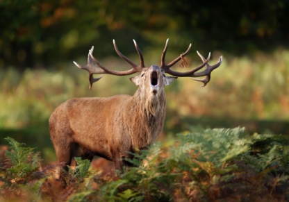 Red deer stag calling during the rut in autumn