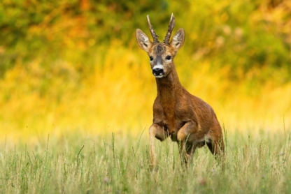 Roe deer buck running across a sunlit meadow during a summer evening