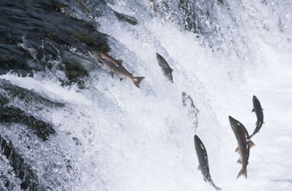 Salmon leaping upstream in river, captured mid-air with water droplets around