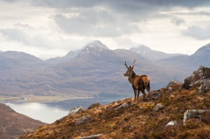 A photograph of a stag standing on a hillside, overlooking Loch Torridon with the Wester Ross mountain range in the background.